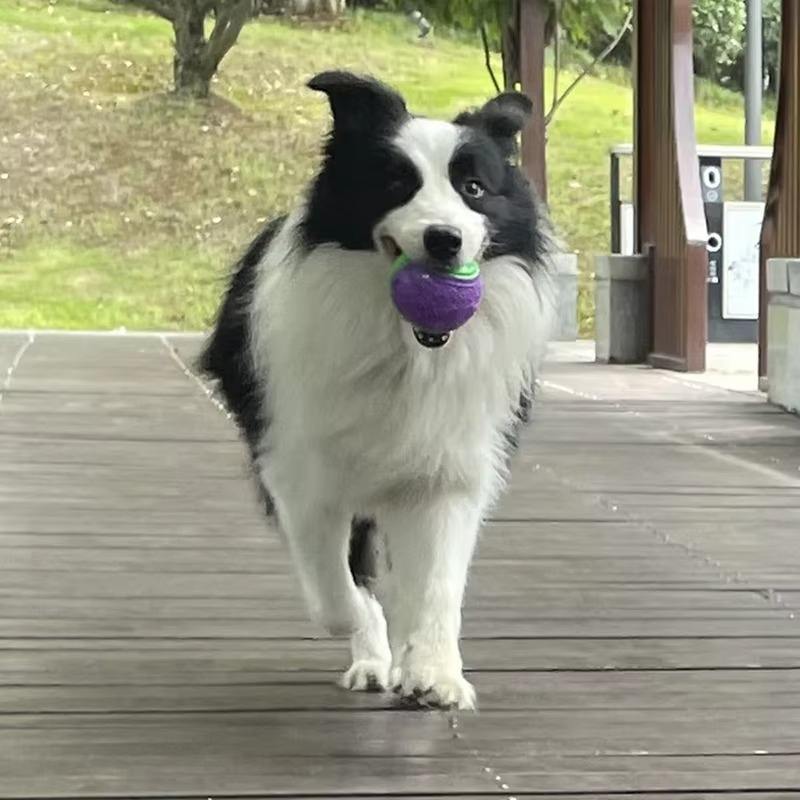 Bite-Resistant Pet Chew Ball – Tennis Shape Squeaky Toy